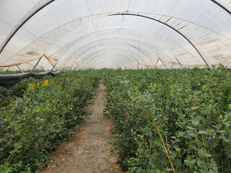 African Blue is Morocco's largest producer of blueberries. It uses WayBeyond's FarmRoad platform.