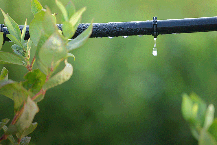 Optimize irrigation image_compressed